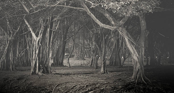istock Foggy darkened path leading through the bare trees of park. 462835195