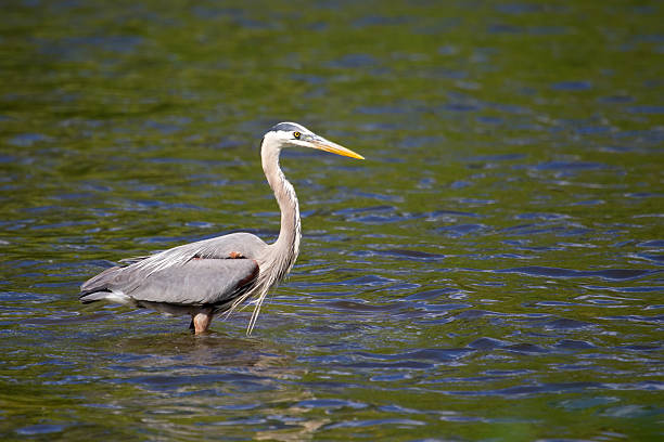 istock Great Blue Heron fishing 462835911