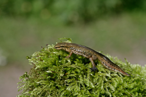 Palmate newt, Triturus helveticus, single male