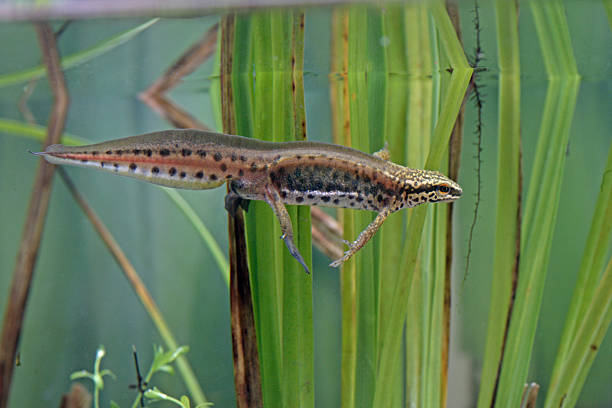 istock Palmate newt, Triturus helveticus 462836263