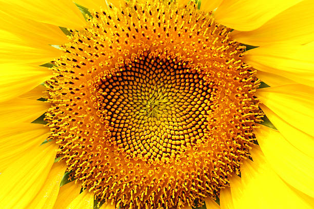istock close up middle of sunflower 462836541