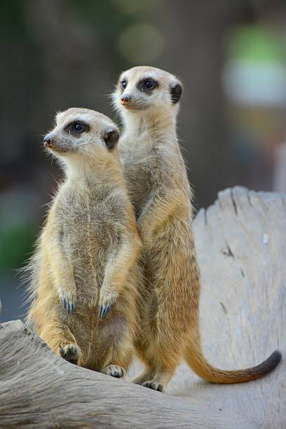 istock Meerkats in Thailand zoo 462836643