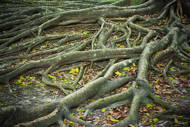 istock roots of the banyan forest. 462836901