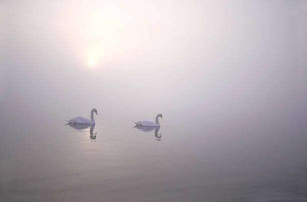 istock Mute swan, Cygnus olor 462837205