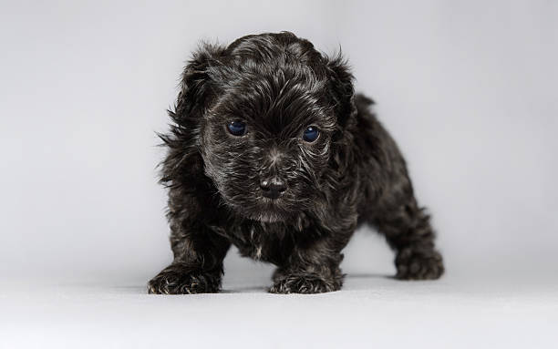 istock New born Bichon Havanese puppy 462837523