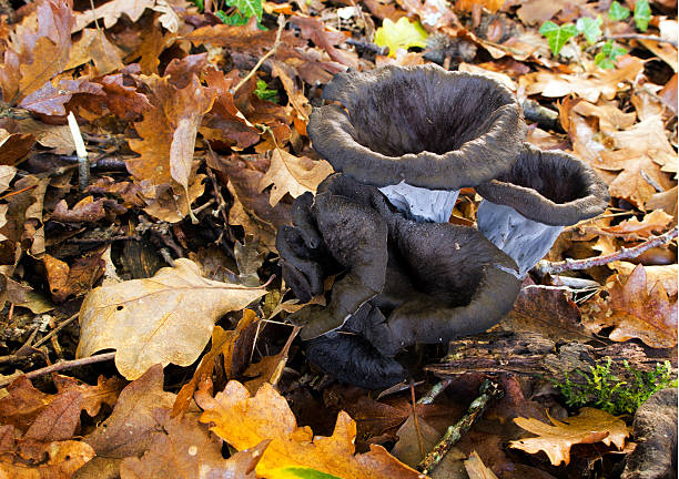 Edible black mushrooms on woodland floor - Craterellus cornucopioides Aka Black chenterelles, cepes, trumpets of the dead. chanterelle edible mushroom gourmet uncultivated stock pictures, royalty-free photos & images