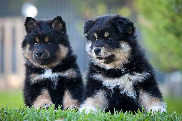 Finnish Lapphund Puppies stock photo