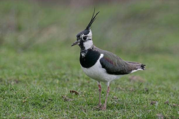 istock Northern lapwing, Vanellus vanelluss 462838863