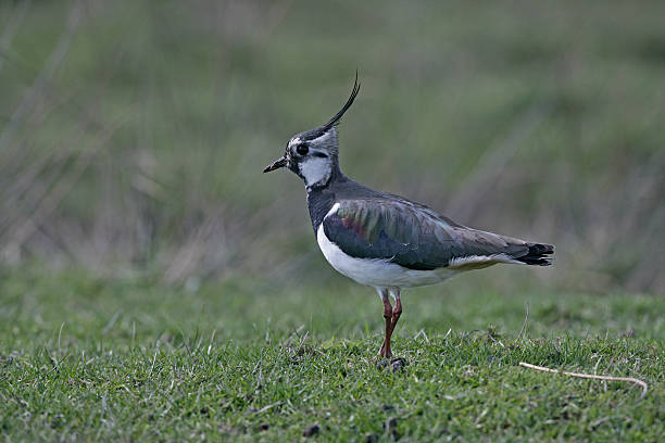 istock Northern lapwing, Vanellus vanelluss 462838911