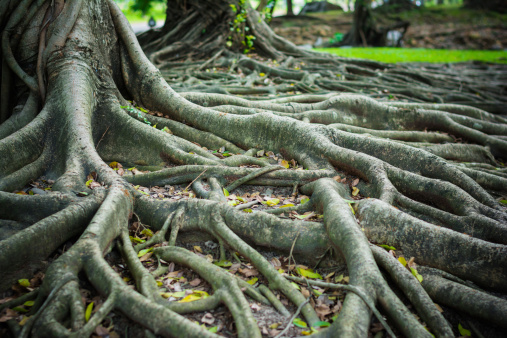 The roots of the banyan forest.