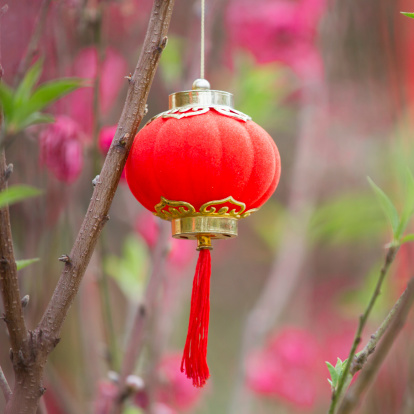 Traditional Chinese Red Lantern Hanging On Tree, celebrating Chinese New Year