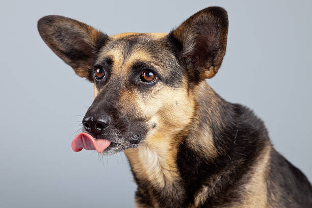 istock Funny mixed breed shepherd dog with big ears. 462840055