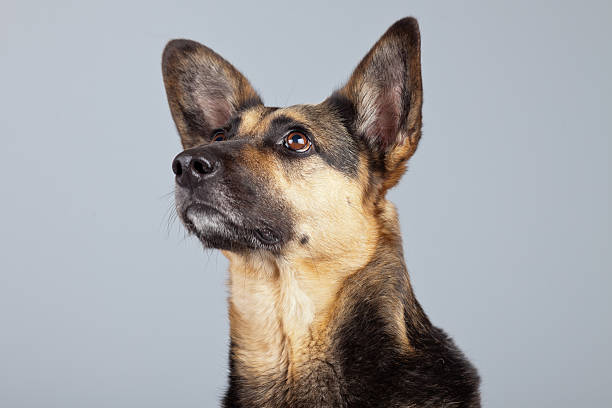 istock Funny mixed breed shepherd dog with big ears. 462840061