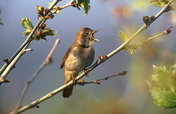 istock Nightingale, Luscinia megarhynchos 462840371
