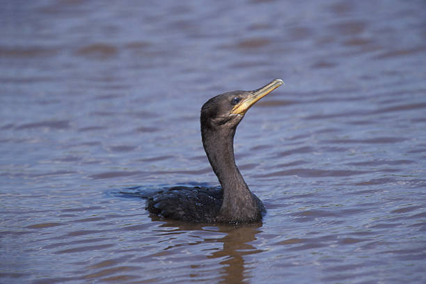 Neotropic cormorant, Phalacrocorax brasilianus, single bird on water, Brazil
