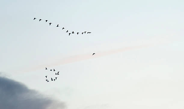 istock Wild geese flying in the sky 462843077