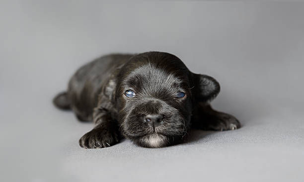 istock New born Bichon Havanese puppy 462843431