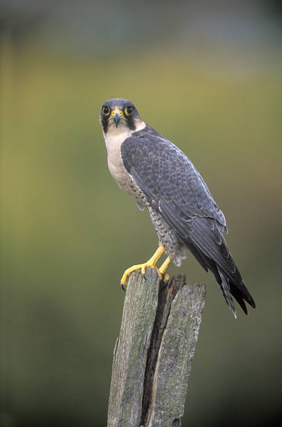 istock Peregrine, Falco peregrinus 462843471