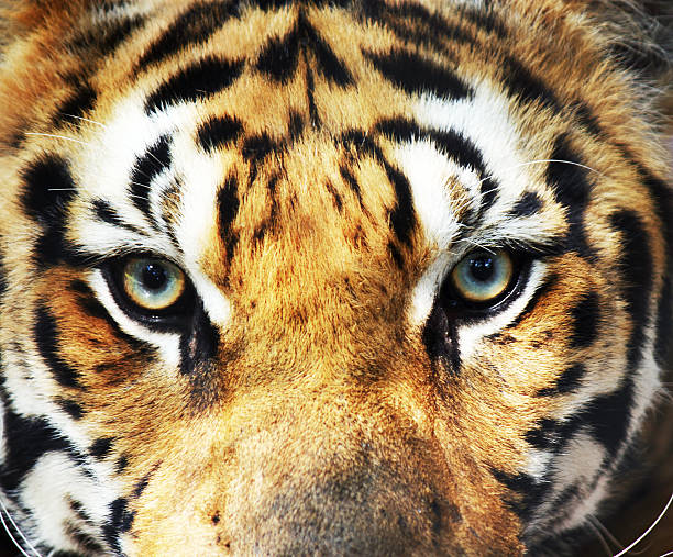 istock eye of tiger 462844407