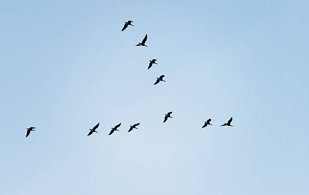 istock Wild geese flying in the sky 462844485