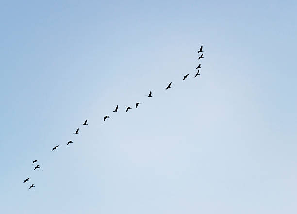 istock Wild geese flying in the sky 462844687