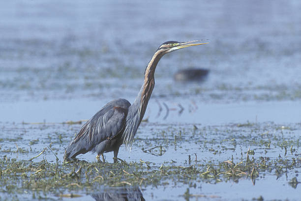 istock Purple heron, Ardea purpurea, 462845095