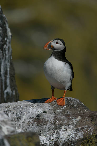 istock Puffin, Fratercula arctica 462845131