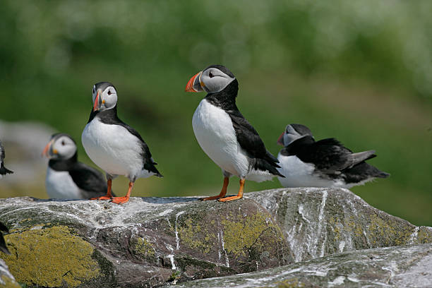 istock Puffin, Fratercula arctica 462845163