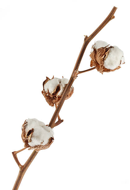 istock Branch of cotton plant isolated on white 462845169