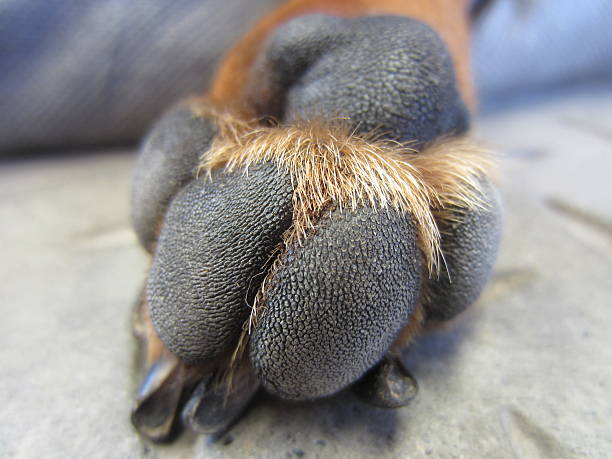 istock Brown Dachshund Dog Paw 462845241