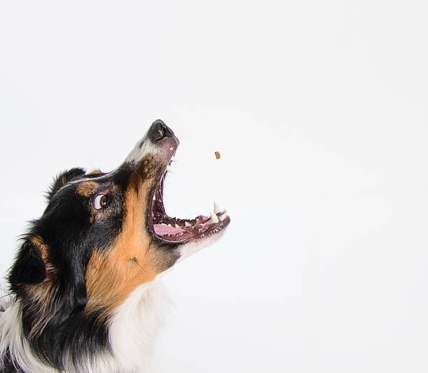 istock Tri Colored Border Collie with white background catching treat 462845693