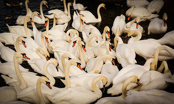 istock swans are gattering in middle of the flock 462845955