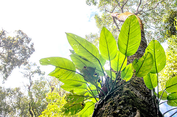 Parasite plant growing the big tree Parasite plant growing the big tree sponger stock pictures, royalty-free photos & images