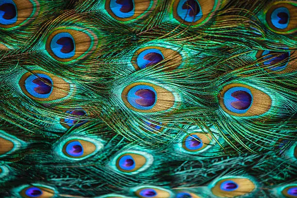 Close up of a male peacock displaying its stunning tail feathers