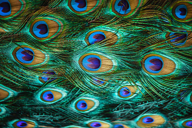 peacock feathers - 藍孔雀 個照片及圖片檔