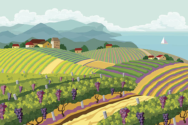 ilustrações de stock, clip art, desenhos animados e ícones de paisagem rural com vinha. - vineyard