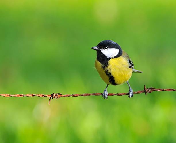 Great tit. Great tit on a barbed wire fence. Parus major. alambrada stock pictures, royalty-free photos & images