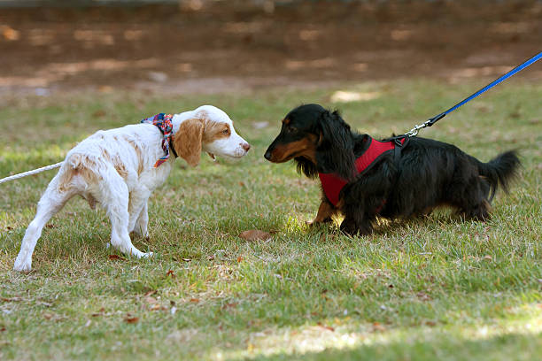 istock Two Cute Dogs Sniff And Check Each Other Out 462852155
