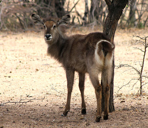 istock Alert Waterbuck Looking Backwards Listening 462853797