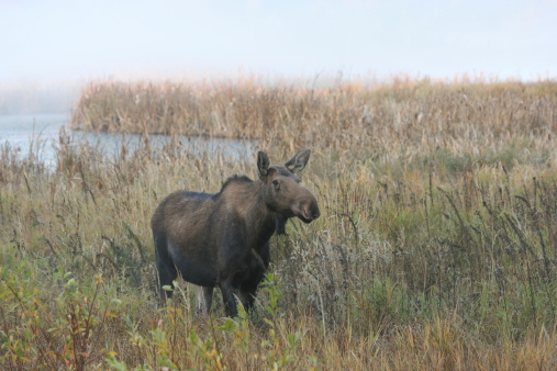 Cow moose in marsh in autumn