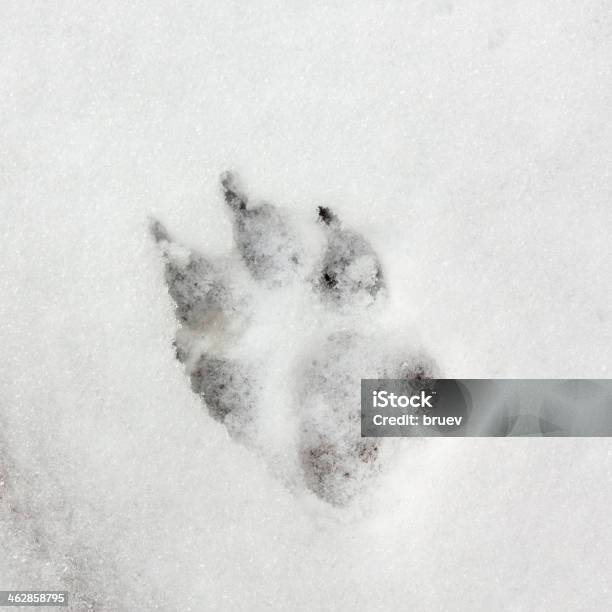 Dog Track Footprint On The Snow Stock Photo - Download Image Now - Wolf, Snow, Animal