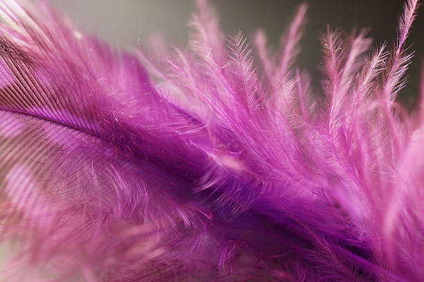 istock Macro of Fluffy pink feather details 462860713