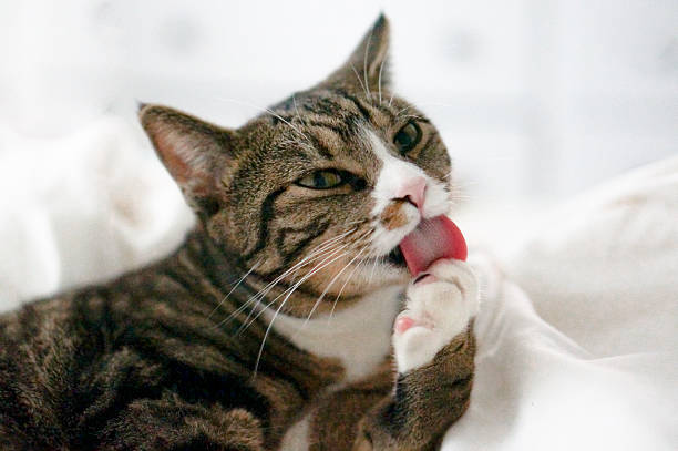 Extreme close-up shot of a cat’s open mouth, showing its teeth, tongue, and oral structure in fine detail. Ideal for educational, veterinary, animal anatomy, or dental care-related visual content.
