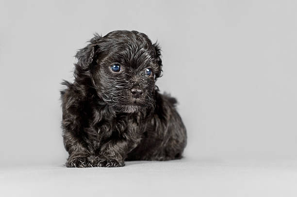istock New born Bichon Havanese puppy 462862597