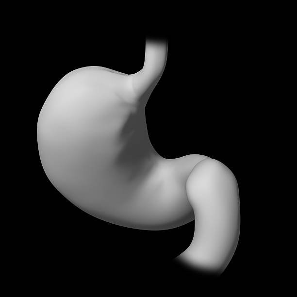istock 3d rendered illustration of the stomach 462867237