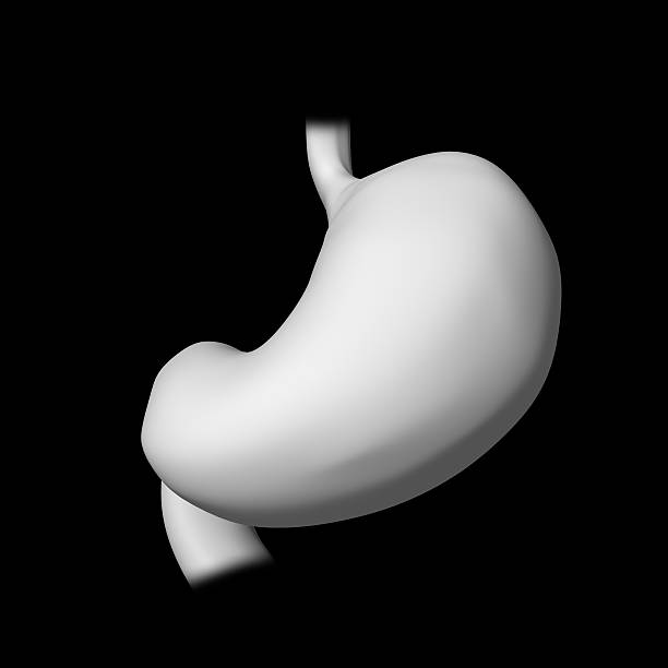 istock 3d rendered illustration of the stomach 462867239