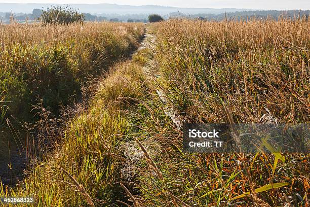 Strada In Terra Battuta E Una Ragnatela - Fotografie stock e altre immagini di Ambientazione esterna - Ambientazione esterna, Ambientazione tranquilla, Banchina erbosa