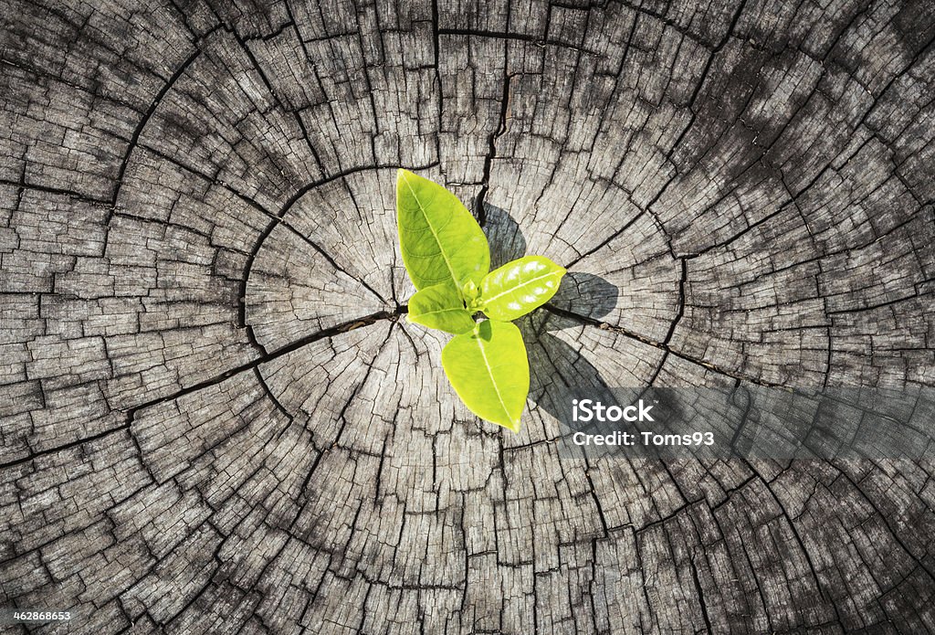 Development business concept New development business concept Nature Stock Photo