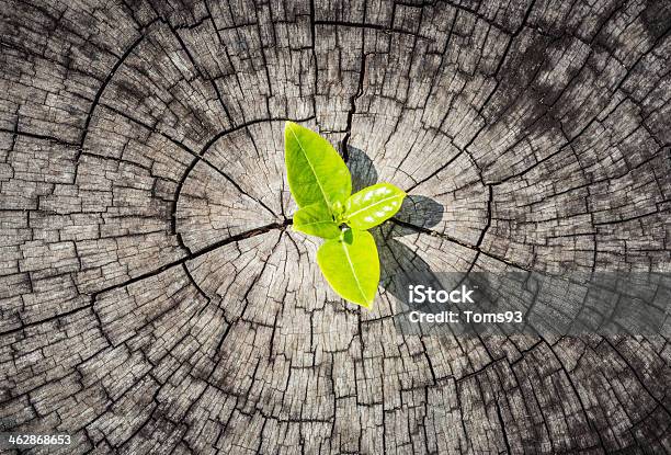 Development Business Concept Stock Photo - Download Image Now - Nature, Concepts, Change
