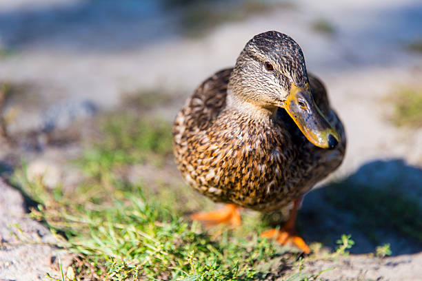 istock Female Mallard Duck 462869349